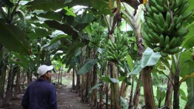 Un jornalero camina entre una plantación de banano en La Lima, Cortés. FOto: LA PRESA