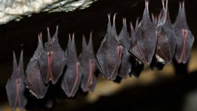 A horseshoe bat. Bats are known to carry many different strains of viruses but do not get sick from them.