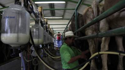 Productores trabajan en fincas de leche, uno de los sectores más afectados por las tomas actuales.