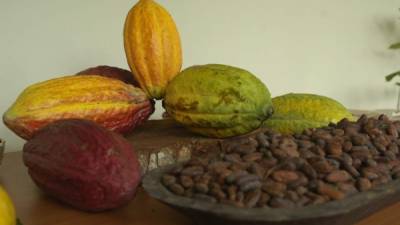 La producción de cacao hondureño crece con lentitud.