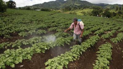 Los pelígros del uso de químicos en la agricultura son con frecuencia ignorados por el público en la región centroamericana.