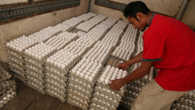 Los capitalinos pagarán menos este fin de semana por la compra de huevos en la Feria del Agricultor, frente al Estadio.