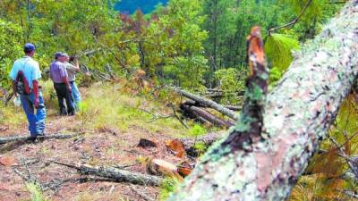 Derribando el árbol se combate la plaga. Foto Archivo