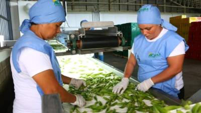Dos mujeres trabajan en la selección de okra en una planta ubicada en Comayagua.
