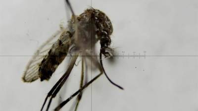 Fotografía a través de un microscopio de un mosquito Aedes aegypti, transmisor del virus del Zika. EFE/Archivo