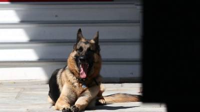 La mascota presidencial, Champ, falleció ayer en la Casa Blanca./AFP.