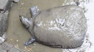 Fotografía realizada el 6 de mayo de 2015 que muestra una tortuga del Yangtsé en el barro en su recinto en el zoo de Suzhou en China. La tortuga falleció el pasado 13 de abril en una operación de inseminación, dejando vivas tan sólo tres tortugas de esa especie en el mundo. EFE