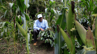 Wilfredo Meléndez, productor de café en Santa Rita, Yoro, aprovecha los espacios que hay en las siembras de maíz para cultivar café. / Amílcar Izaguirre