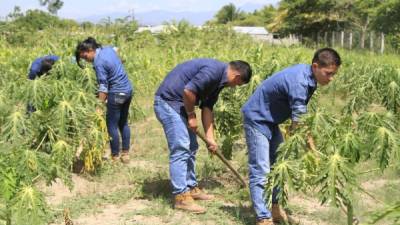 Los estudiantes del instituto José Dolores González durante sus clases prácticas en el campo.