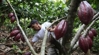 Entre las limitaciones de los productores de cacao persiste la falta de créditos con tasas preferenciales y de largo plazo.