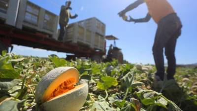 Meloneros esperan incrementar producción.