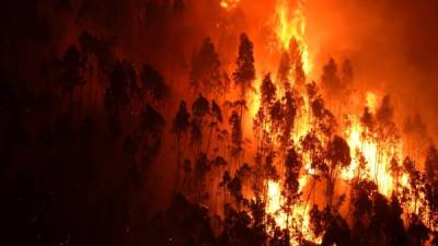 Extensas zonas boscosas han sido pasto de las llamas. Foto: AFP