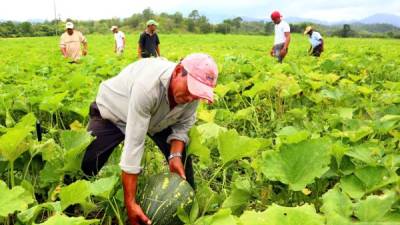 Proyecto Comrural busca mejorar productividad.