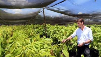 Frank Homann, director ejecutivo de Xoco, muestra el vivero con una capacidad para 12 mil plantas de cacao. Fotos: Franklyn Muñoz