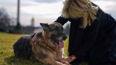 La primera dama de EEUU, Jill Biden, junto a Major, el primer perro adoptado en un centro de rescate que llega a la Casa Blanca./