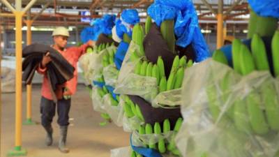 Un jornalero supervisa los racimos de banano en una empresa productora de la zona norte de Honduras.