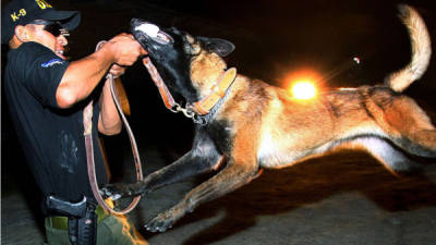 Una vez que identifican las sustancias, los perros dan la alerta para que los agentes tomen acciones.