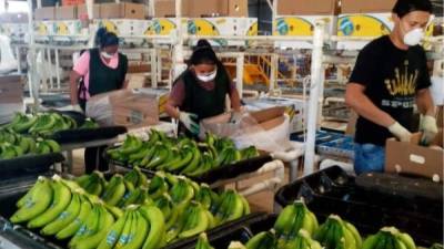 Las exportaciones de banano en 2019 sumaron $478.9 millones, es decir, $53 millones menos que el año 2018.