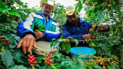 Los cafetaleros de la región buscan soluciones para los problemas comunes de su cultivo.