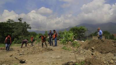 Las cuadrillas municipales trabajaban ayer en labores de reforestación. Foto: Melvin Cubas