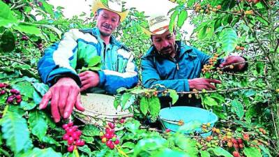 La compra de 7,628,978 quintales de café de 46 kilogramos ha significado un pago de 21,017 millones de lempiras a los productores.