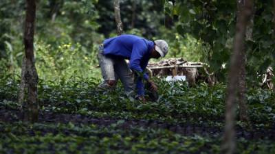 cultivo de cafe siguatepeque