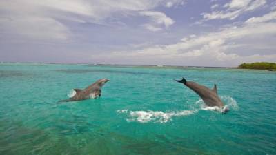 La Novia de Honduras es la conexión perfecta para ir a Islas de la Bahía, y también es muy común observar delfines nadando por la bahía.