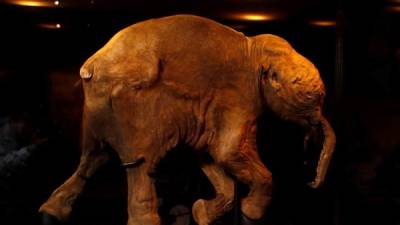 Australia. El mejor preservado. “Lyuba”, cría de mamut de 42.000 años, es expuesto por primera vez en el Museo de Australia en Sídney.