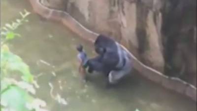El gorila arrastró al niño alrededor del hábitat. Foto: youtube.