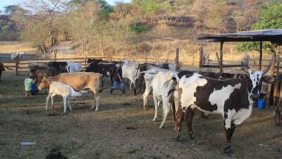 Productores trabajan en la extracción de leche en vacas de una finca de Olancho.