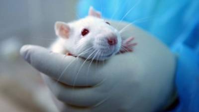 Las autoridades chinas investigan una enfermedad transmitida por las ratas en Hong Kong./