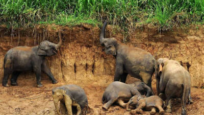 La experiencia mostró que los elefantes tenían un comportamiento mucho más a la defensiva, como reagruparse y husmear, al oír las voces de los hombres Masái que al oír las de los hombres Kamba. Foto tomada de clarin.com