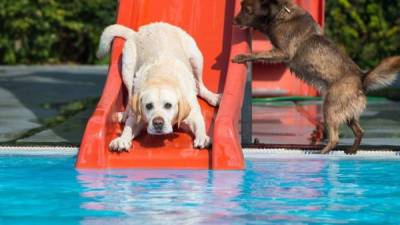 Los perros disfrutaron de un día divertido en el balneario. Se deslizaron por los toboganes y bañaron en las piscinas.