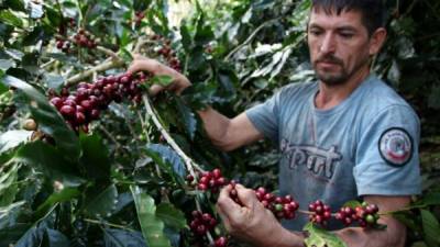 100.9 dólares cerró ayer el precio del café en la bolsa de Nueva York. Desde el 8 de agosto el valor del café se ha reducido en 10 dólares.