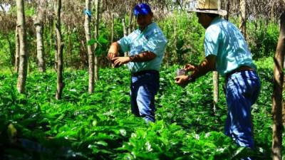 Dos productores trabajan en una finca de café a las afueras de la cabecera de Santa Bárbara. Amílcar Izaguirre