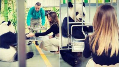 La primera dama de Estados Unidos, Melania Trump, se quedó en la capital china haciendo turismo y visitó el zoo de Pekín y la Gran Muralla tras la marcha de su esposo, el presidente estadounidense Donald Trump a Vietnam para la Cumbre de la APEC.