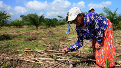 Banrural Honduras se basaría en políticas públicas de apoyo para los productores.