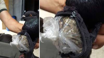 Los agentes aseguraron que no es la primera vez que los delincuentes utilizan animales para introducir droga en el penal. FOTO MINISTERIO DE JUSTICIA/LA NACIÓN.