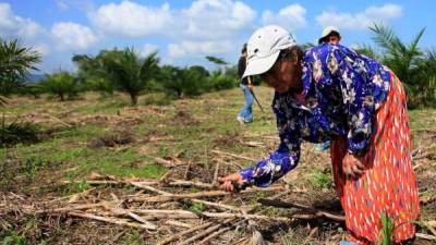 Actualmente, los productores de maíz son unos de los que más problemas enfrentan. En 2013, perdieron 2 millones de quintales por la sequía.