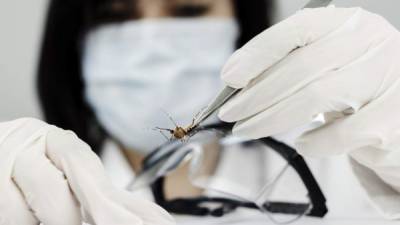 La principal vía de contagio es por la picadura del zancudo Aedes Aegipty.