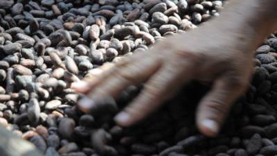Según datos de la Organización Internacional del Cacao (ICCO), entre el 70 % y 100 % del total de la exportación de cacao de países como Bolivia, Colombia, Costa Rica, Ecuador, Perú y México corresponde a estas variedades especiales. EFE/Archivo