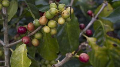 La actividad cafetalera de Honduras está en manos de 100.000 pequeños productores. EFE/Archivo