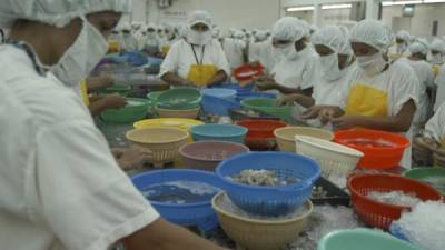 La industria camaronera hondureña se concentra en la zona sur del país.