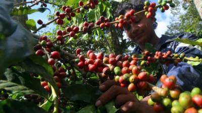 El Gobierno busca atraer inversionistas al país y minimizar el impacto de los bajos precios del café en los productores hondureños.