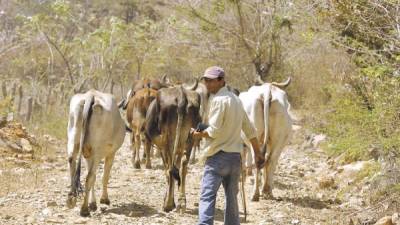 Personas y el ganado, padeciendo de sed por la sequia en comarcas de boaco