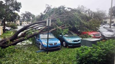 A fallen tree crashes atop a row of cars on September 10, 2017 Miami, Florida in the wake of Hurricane Irma. Hurricane Irma's eyewall slammed into the lower Florida Keys, lashing the island chain with fearsome wind gusts, the US National Hurricane Center said. / AFP PHOTO / Michele Eve SANDBERG