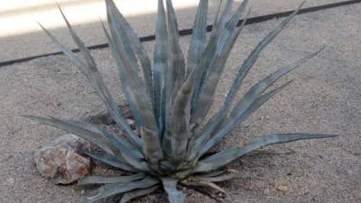 Fotografía del 21 de noviembre de 2018, donde se aprecia un agave San Pedro (Agave sanpedroensis) en el jardín botánico Andrew Salywon en Phoenix, Arizona (Estados Unidos). EFE