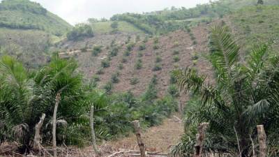 Varias zonas de las montañas y valles de El Negrito ya son cultivadas de palma.