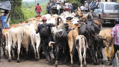 Un obrero en Boaco, Nicaragua, traslada decenas de cabezas de ganado vacuno.