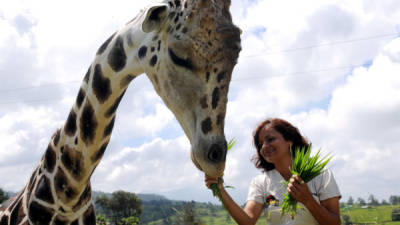 La veterinaria de Yoja Grande alimenta a la jirafa en Santa Cruz de Yojoa, al norte de Honduras.